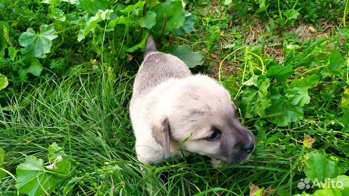 Щенки в хорошие руки