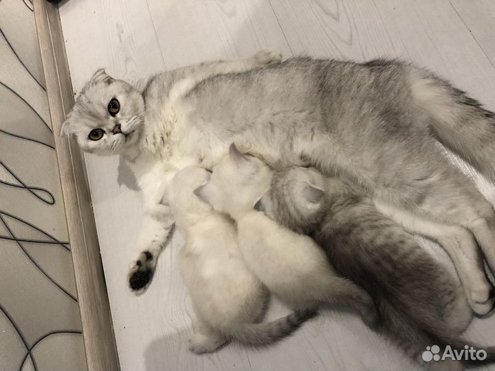 Шотландские котята