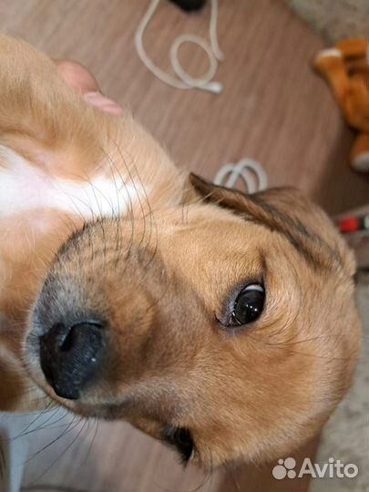 Бигль щенок мальчик