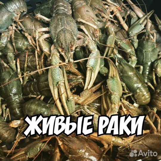 Раки Живые