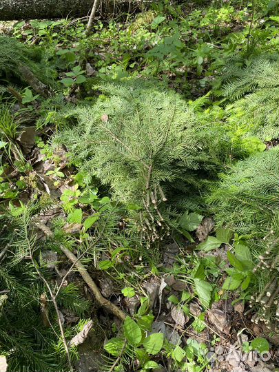 Пихта для бани