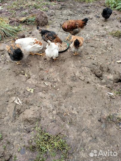 Молодые петухи