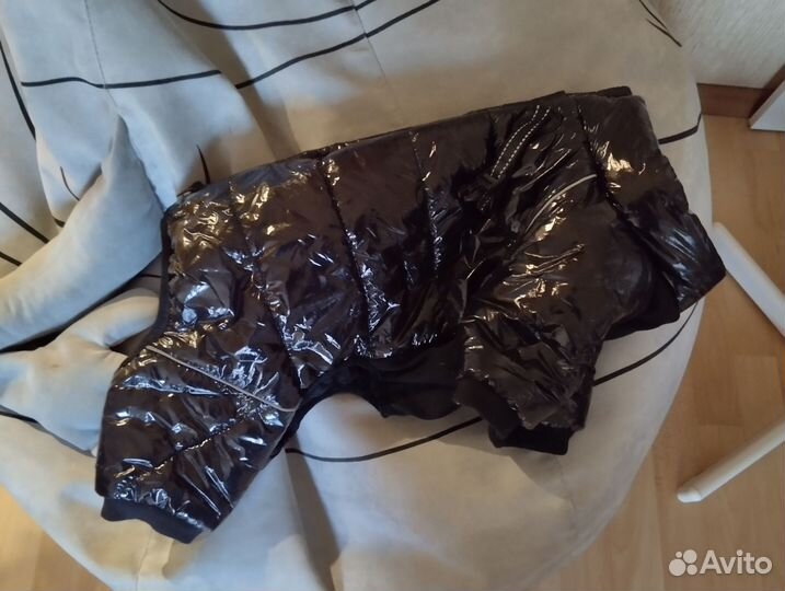 Одежда для собачки и туалет