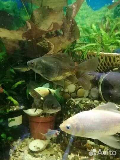 Аквариумные рыбки и растения