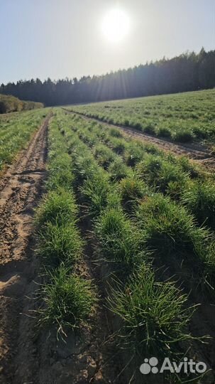 Саженцы сосны окс от производителя