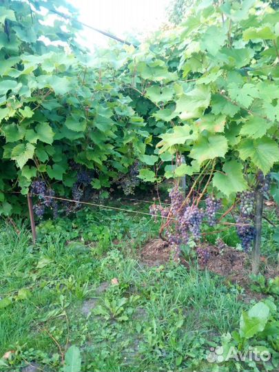 Саженцы и черенки винограда