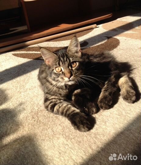 Ковры и паласы бу 3 на 4