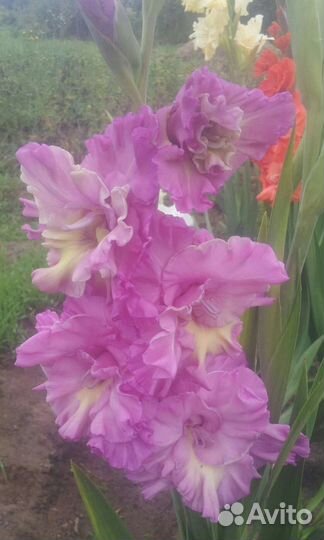 Гладиолусы луковицы