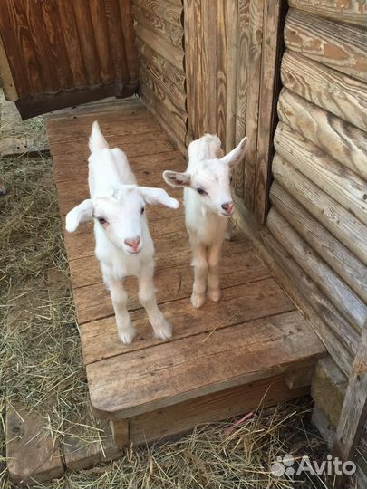 Козлята