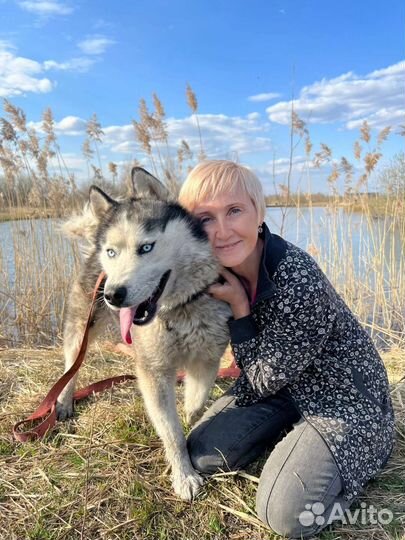 Сибирский хаски