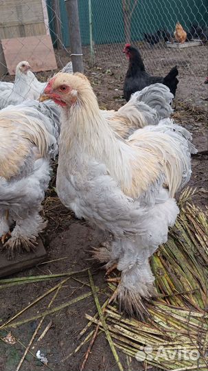 Петух брама