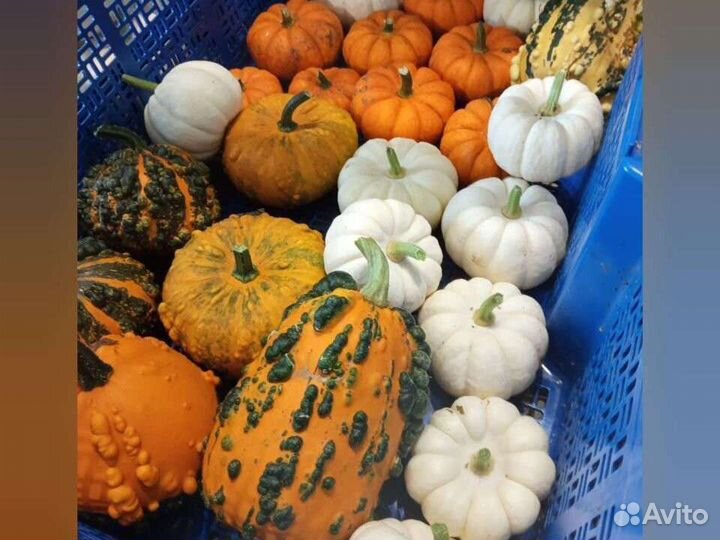 Тыква декоративная