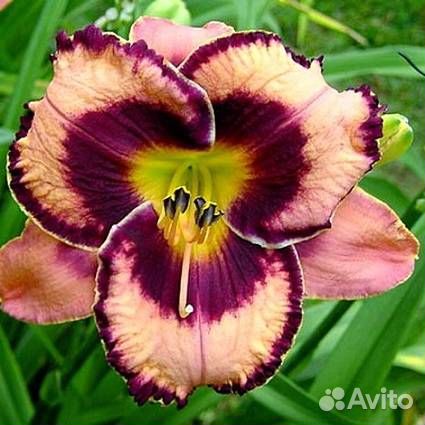 Лилейники в горшке