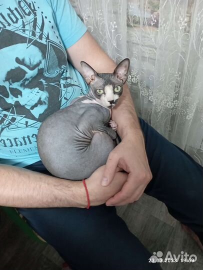 Канадский сфинкс