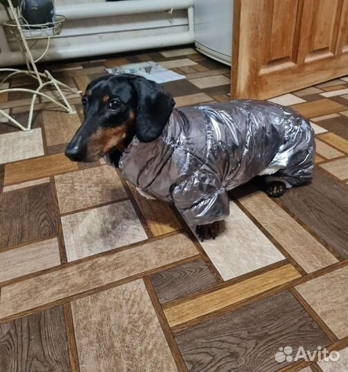 Комбинезон для собак новый