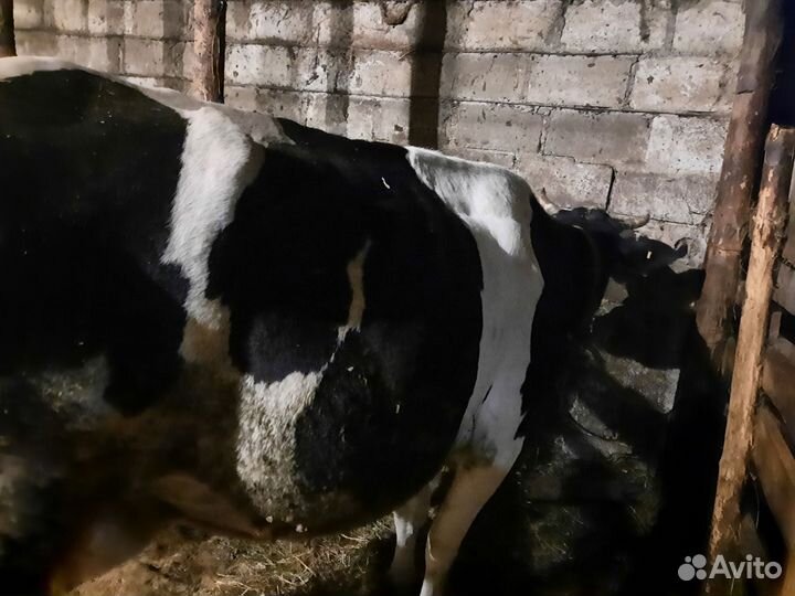 Коровы 5 голов и телята