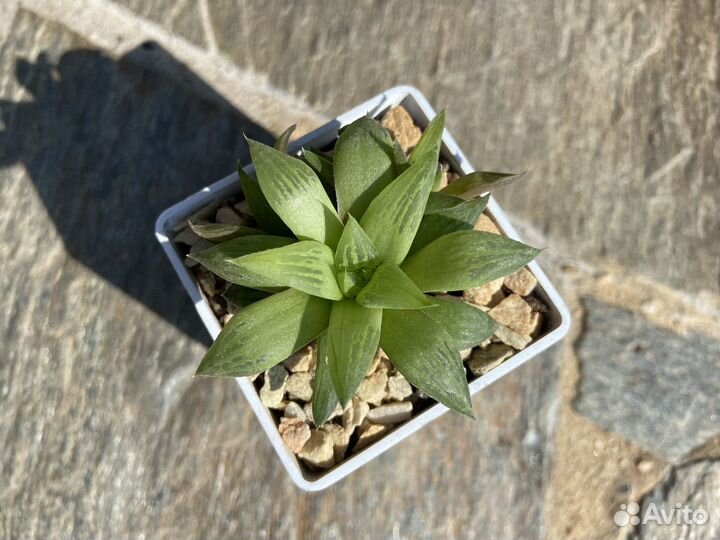 Суккулент хавортия ретуза