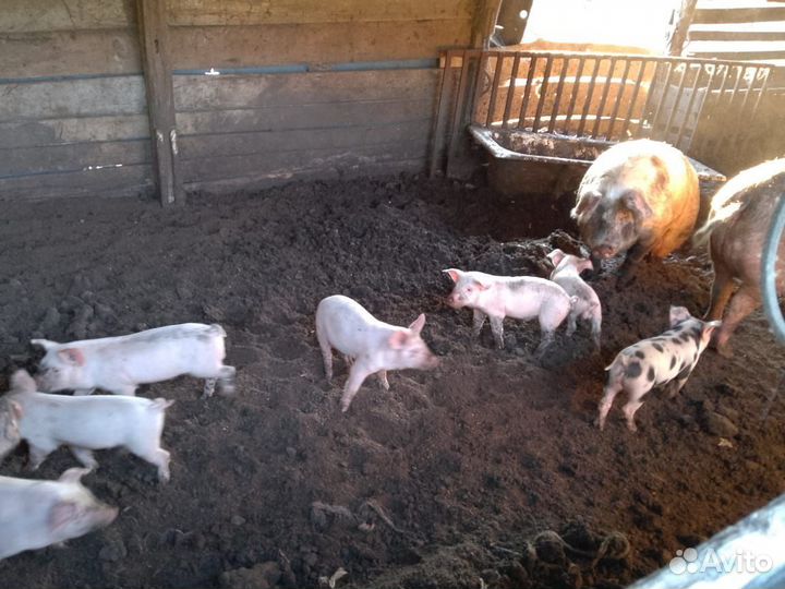 Поросята