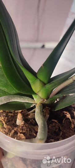 Белоснежный биг лип