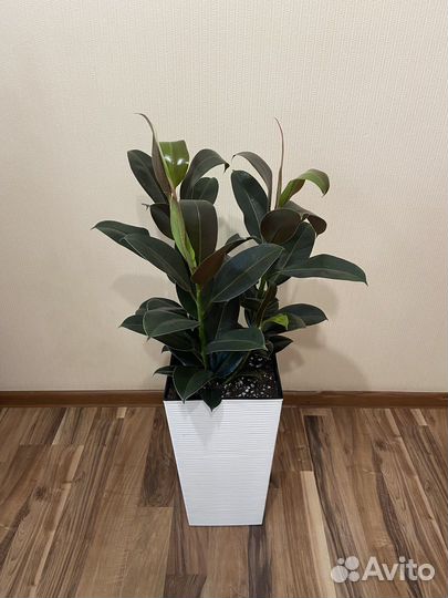 Фикус мелани