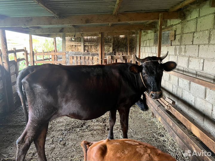 Телка стельная