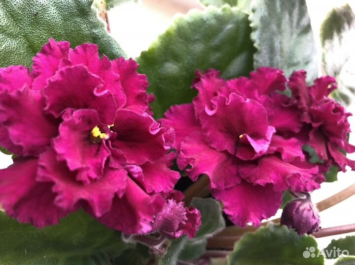 Фиалка в горшках