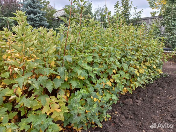 Тополь пирамидальный