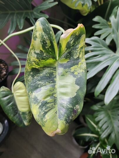 Филодендрон бурле макс