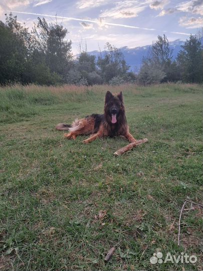 Вязка собак немецкая овчарка