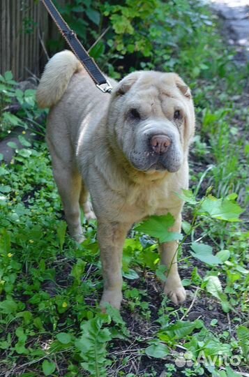 Собака Айда в дар