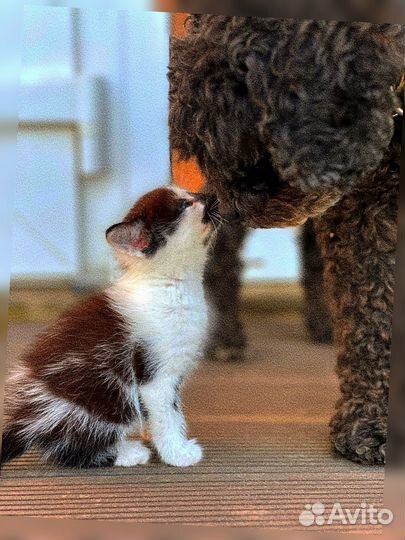 Котята в добрые руки даром