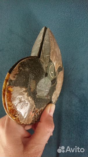 Окаменелости аммониты