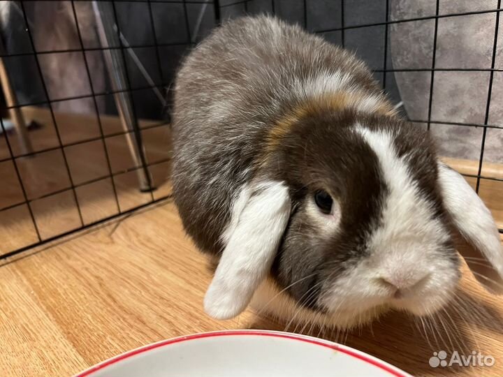 Декоративные кролики вислоухие