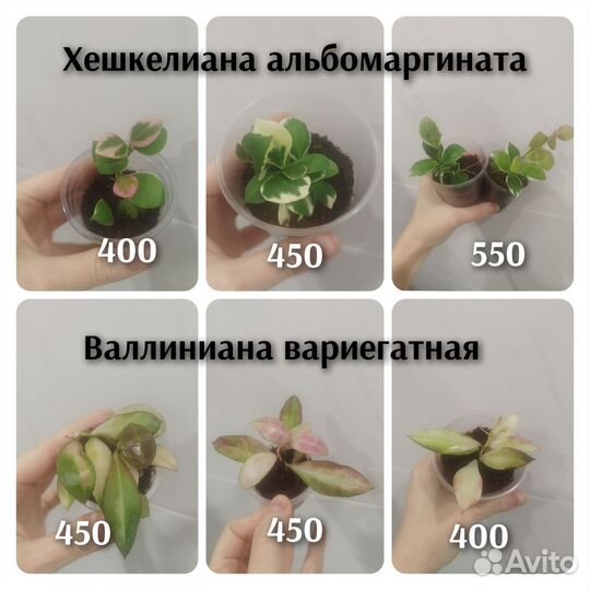 Укорененные хойи