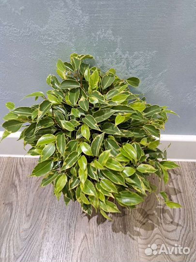 Фикус бенджамина кинки d12