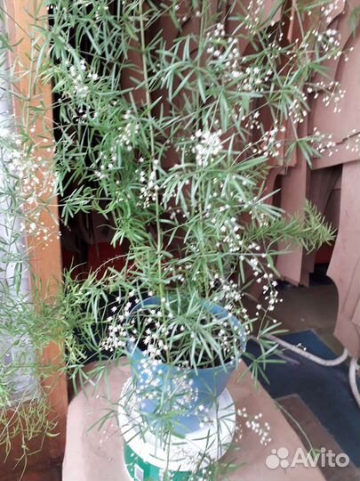 Можжевельник