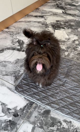 Шоколадный йорк, цветной йорк, биро, бивер