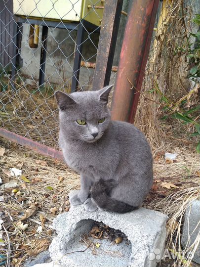 Отдам англичанку