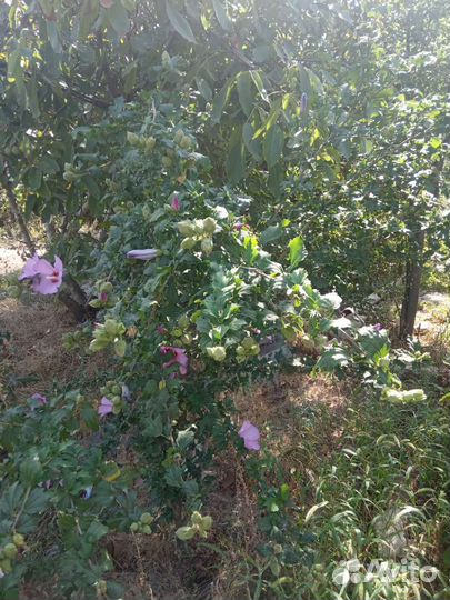 Гибискус розовый