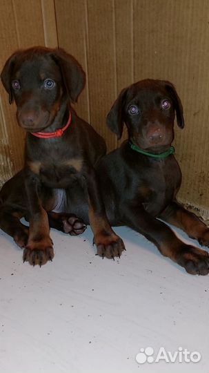 Щенки Добермана, парни