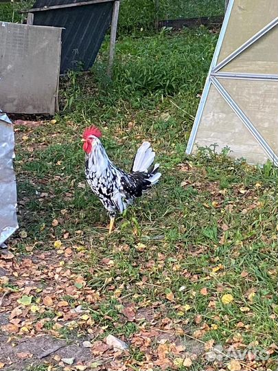 Петухи леггорн долматинец