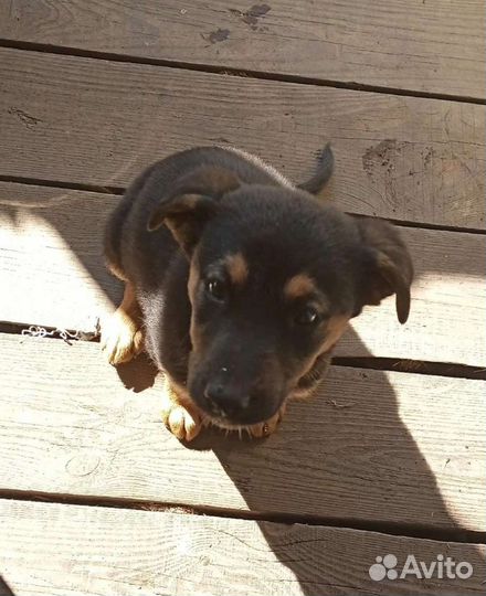 Щенок девочка