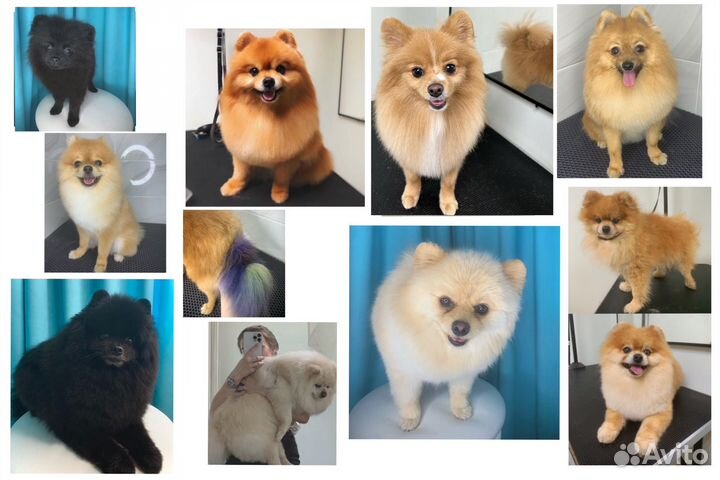 Груминг, стрижка собак