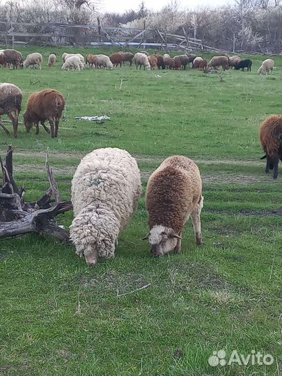 Овцы с ягнятоми