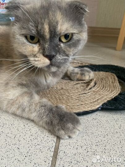 Шотландская кошка