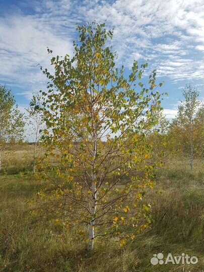 Саженцы крупномеры рябины,березы,тополя