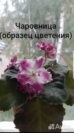 Детки фиалок