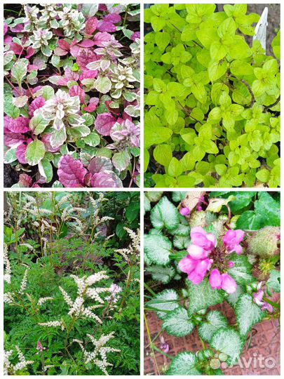 Многолетние садовые цветы