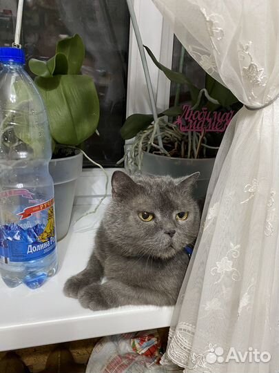 Няшный котик