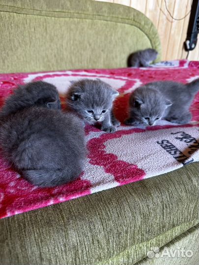 Британские котята